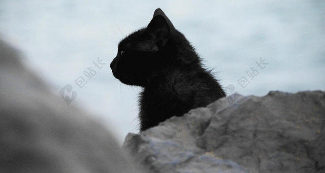 黑色动物特写岩石后的黑色猫咪背景图片