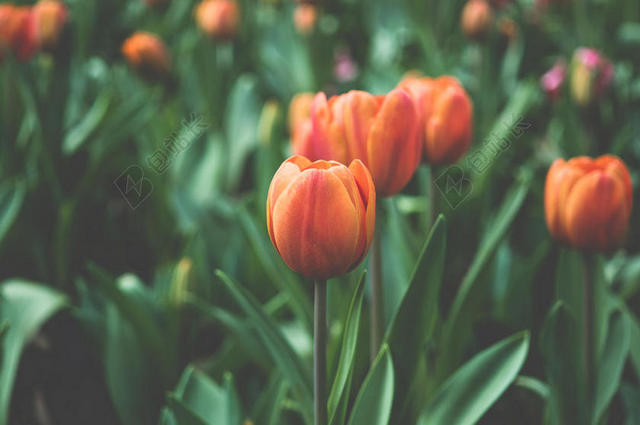 摄影自然花园内盛开的花朵背景图片