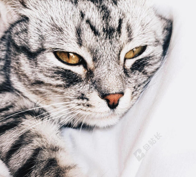 白色床单里灰色的猫背景图片