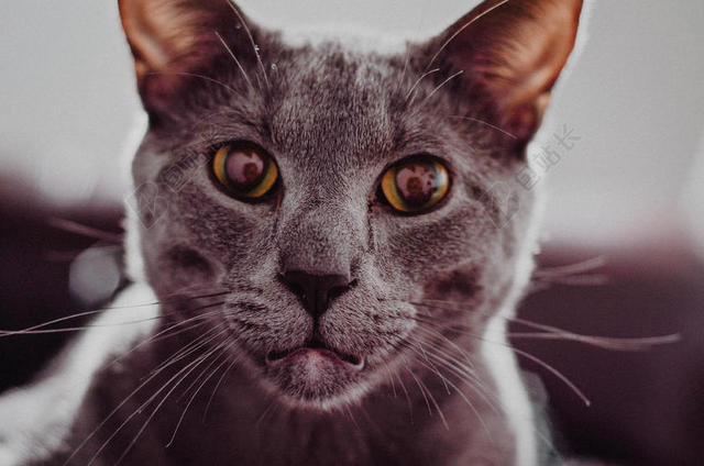 灰色动物清澈猫咪的面部近照猫宠物动物背景图片