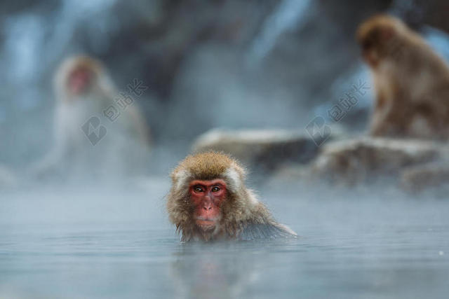 温泉里的猴子背景图片