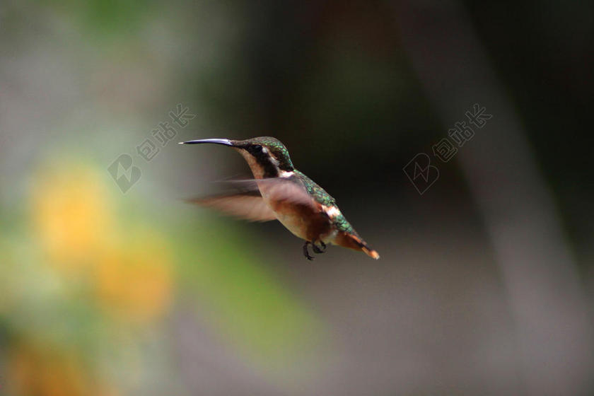 空中的蜂鸟背景图片