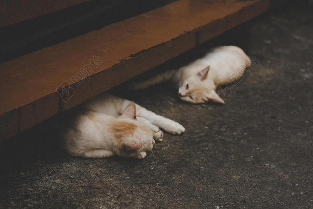 动物柔软趴在地面上的猫宠物动物狗背景图片