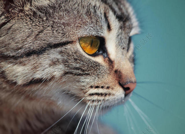 灰棕柔软小猫咪面部近照宠物动物猫背景图片