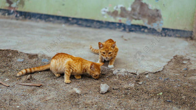 动物可爱地上的两只嬉戏橘猫猫咪动物宠物背景图片