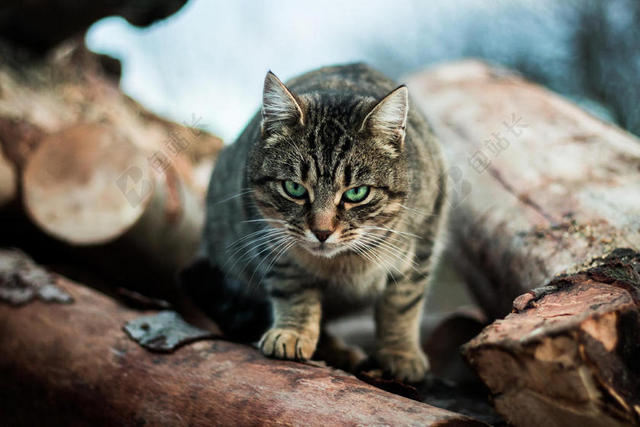 灰黄动物凶猛木头上的小猫猫咪动物宠物背景图片