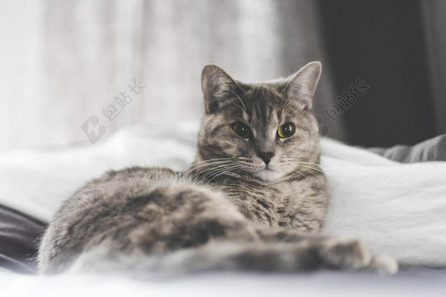 动物休闲床上休息的猫背景图片