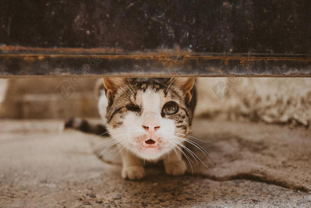 动物特写咧嘴的猫咪背景图片