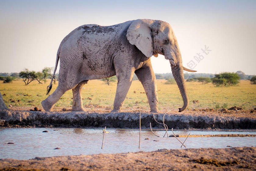 草原上灰色的大象背景图片