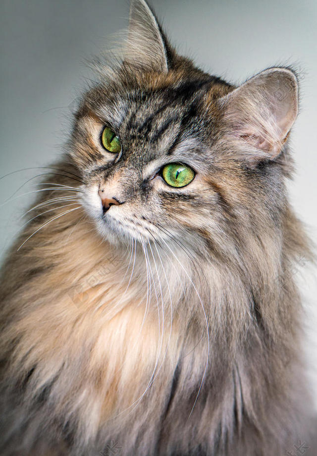 动物特写美丽的长毛猫背景图片
