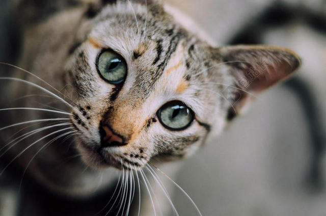 摄影唯美抬头好奇的猫背景图片