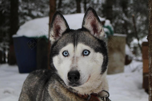 黑白动物可爱雪地上的二哈狗宠物动物背景图片
