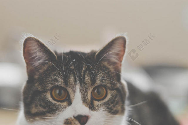 灰白动物柔软阳光下的猫咪猫宠物动物背景图片