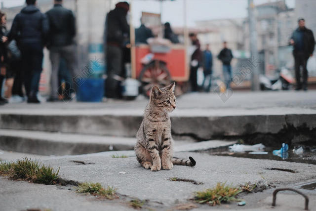广告清新坐在地上失落的猫背景图片