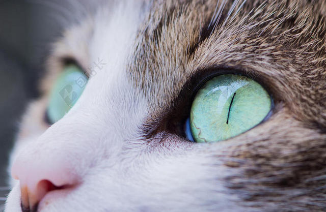 灰绿动物灵性猫咪的眼珠近照猫动物宠物背景图片