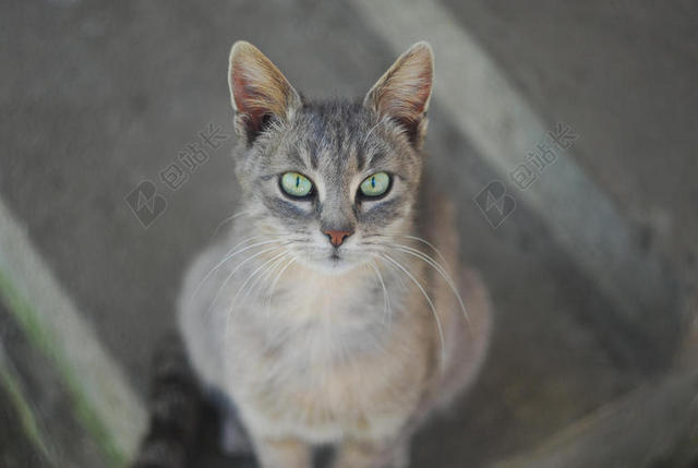 马路上灰色的猫咪背景图片