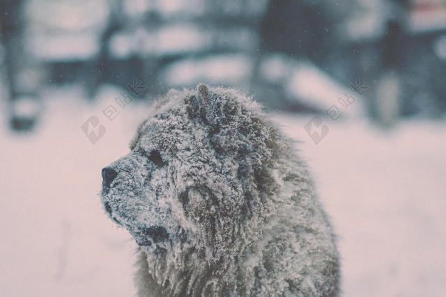 冬天雪地的狗背景图片