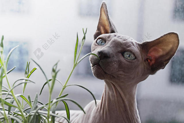 灰白动物灵性室外的灰色猫咪养猫宠物猫背景图片