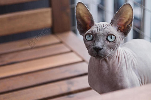 灰黄动物灵性室内的灰色猫咪宠物动物猫背景图片