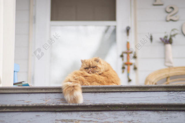 动物呆萌坐在台板上的棕黄小猫猫咪宠物动物背景图片