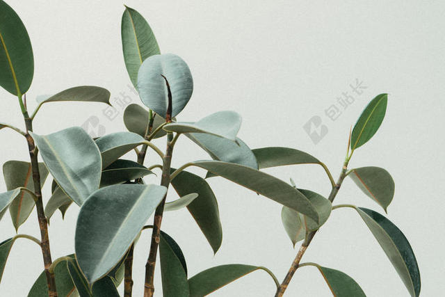 绿色植物清新绿色叶片植株绿化装饰植物背景图片