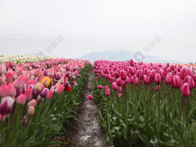 红色的郁金香花田背景图片