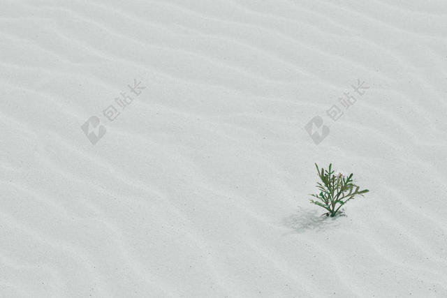 白色沙地上的小草背景图片