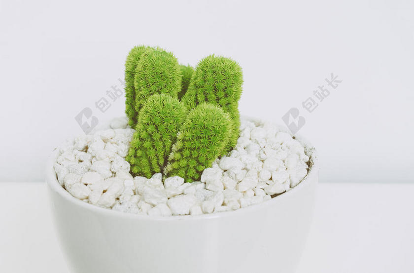 绿白植物清新装在白色容器了的绿色仙人掌绿植装饰园艺背景图片