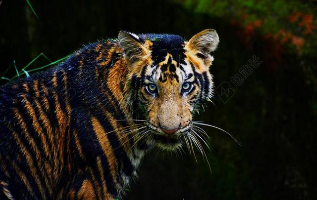 动物 大的 猫 食肉动物 危险的 濒危的 哺乳动物 捕食者 游猎 老虎 野生的 动物 野生的 猫 野生动物 动物园