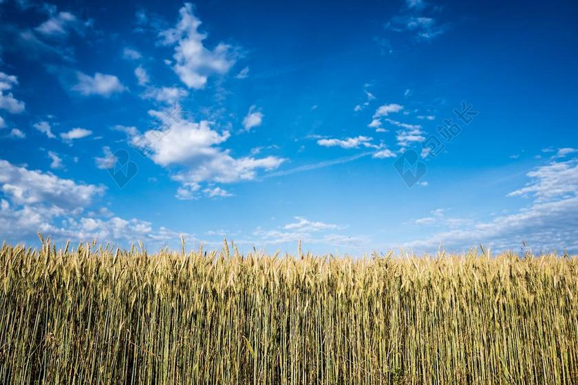 农业 云 玉米 玉米 领域 乡村 作物 农田 农场 农事 农田 领域 生长 景观 自然 在户外 牧场 农村的 天空