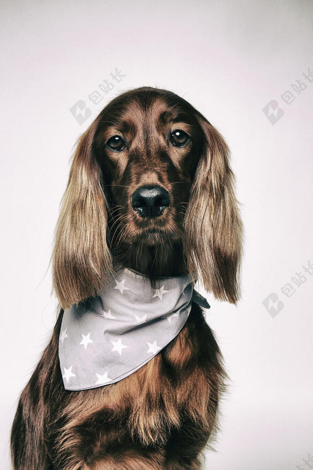 动物 犬 可爱的 狗 狗 衣领 狗 头 眼睛 有趣的 毛皮 头发 爱尔兰的 二传手 小的 看 哺乳动物 血统 宠物 肖像 小狗 纯种的 闪亮的 坐 工作室 训练 狗 女人 年轻的