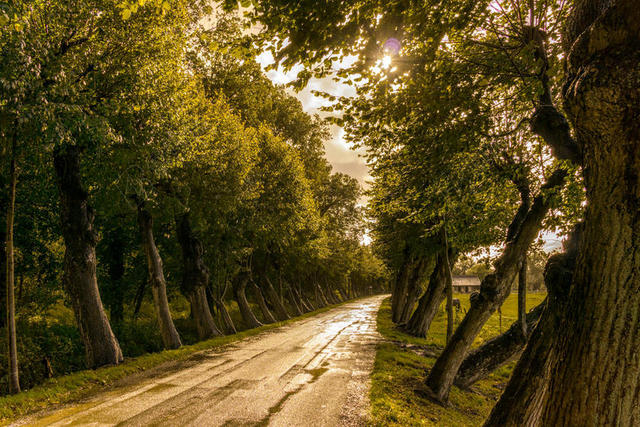 美丽的 乡村 日光 傍晚 太阳 落下 森林 森林 路径 指导 HDR 景观 光 自然 在户外 公园 观点 路 风景 树 树皮 树 天气 潮湿的 伍兹