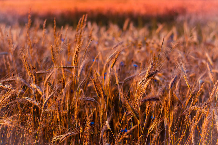 大气的 蓝色 花 矢车菊 黑暗的 傍晚 领域 花 HD 壁纸 景观 爱 羽扇豆 情绪 穆迪 母亲 自然 自然 夏天 日落 阳光 温暖的 天气 小麦 小麦 领域 王室成员 自由的 图像