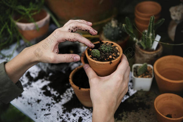 仙人掌 园艺 成长 生长 手 举办 植物 植物 锅 植物 壶 土壤