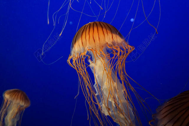 水族馆 水母 海的 生活 海洋 海 海洋生物 宁静 水下