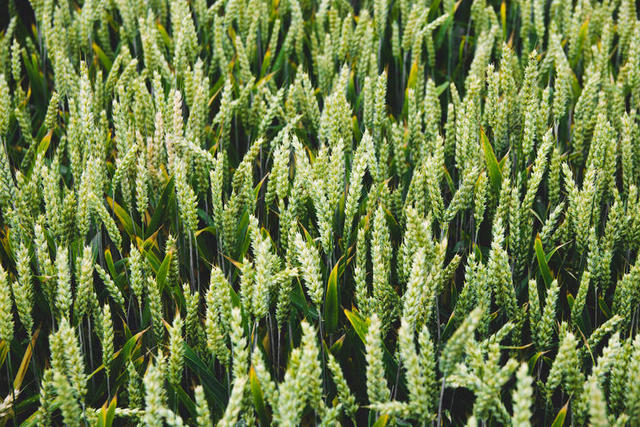 农业 特写 乡村 农田 作物 农场 农田 领域 粮食 草 绿色 生长 景观 叶 自然 在户外 农村的 种子 小麦 领域