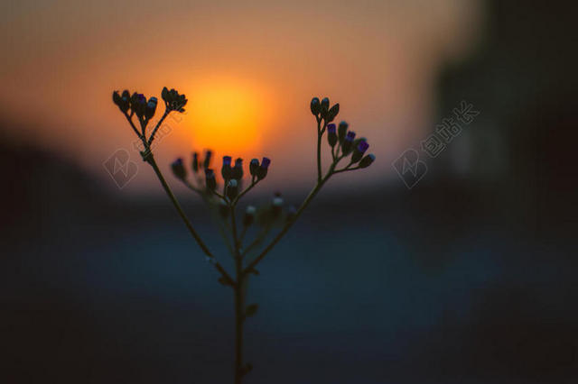 摘要 美丽的 花 模糊 变模糊 背景 特写 颜色 黎明 散焦 精致的 深度 属于 领域 早期的 早晨 落下 植物区系 花 集中 生长 光 可爱的 早晨 太阳 自然 摄影 在户外 轮廓 太阳 日出 日落