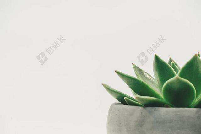 绿色的盆栽植物背景图片