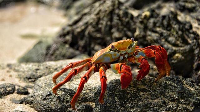 动物 海滩 爪 蟹 甲壳动物 在户外 沙 海滨 壳 贝类 岸 野生动物