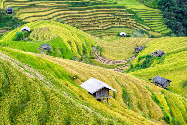 农业 国家 乡村 作物 农田 日光 农场 农田 领域 草 草原 景观 在户外 牧场 种植园 农村的 越南