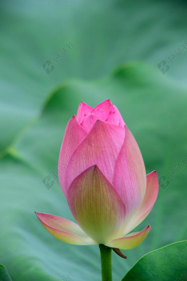 美丽的 开花 绽放 开花 模糊 特写 艳 精致的 异国情调的 浮动 植物区系 花 叶 莉莉 莲花 莲 在户外 花瓣 粉红色 豆荚 水塘 纯净的 夏天 安宁 热带的 睡莲 禅