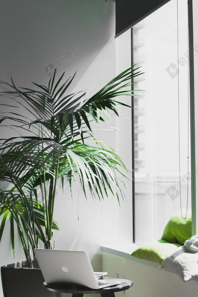 窗边的绿色盆栽和电脑背景图片