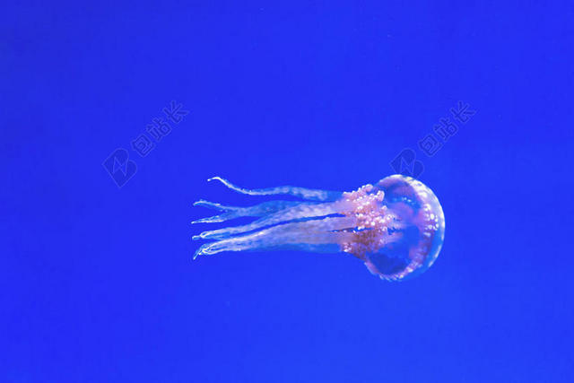 水族馆 水生 蓝色 颜色 深的 潜水 异国情调的 鱼 发光 发光的 水母 海的 海的 生活 运动 海洋 粉红色 科学 海 游泳 触手 多伦多 半透明的 透明的 绿松石 水下 水