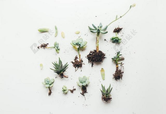 白色桌子上的绿色盆栽背景图片