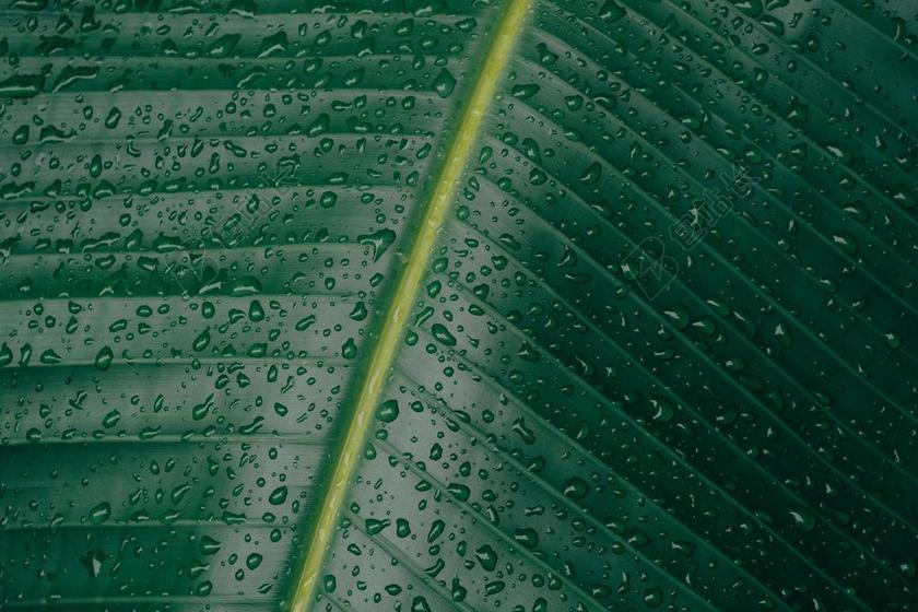 工作中 工作 办公室 会议 职场 花 玫瑰 美丽 花朵 雨 下雨 忧郁 纹理 组织 材料 花纹 美女 丽人 优雅 美丽 漂亮 女孩 女人 女性 创意 艺术 个性 营销 推广 商务 市场 策划 花园 园林 园艺 植物 花 爱情 恋爱 恋人 情人 情侣 浪漫 水果 果实 健康 绿色食品 学校 学院 夏日 夏季 热情 书 书籍 阅读 动物 自然 环境 空白 留白 全身像 可爱的 雨 下雨 惬意 钟 时钟 时间 活力  树 树木 树林 森林 工作 职业 职场 商务