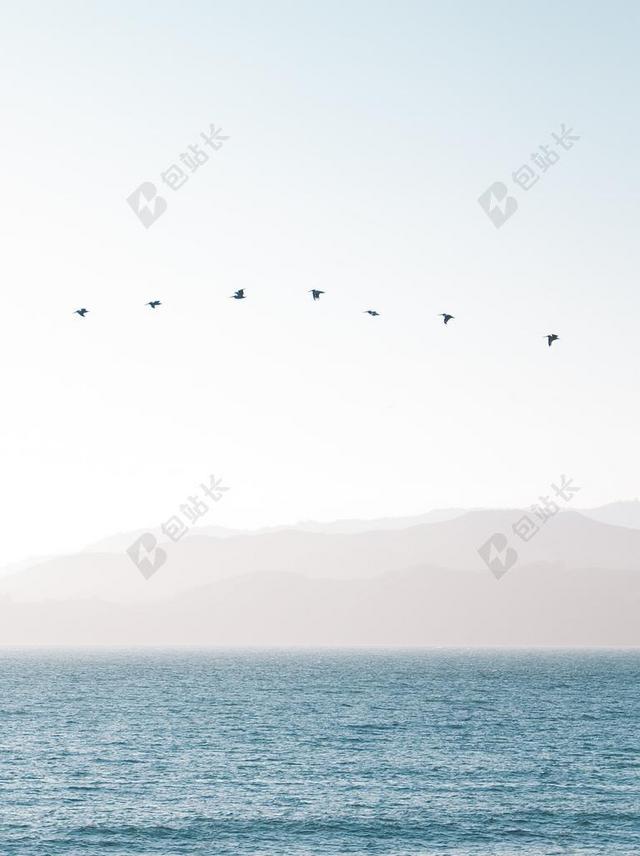 蓝色的大海和天空中的鸟背景图片