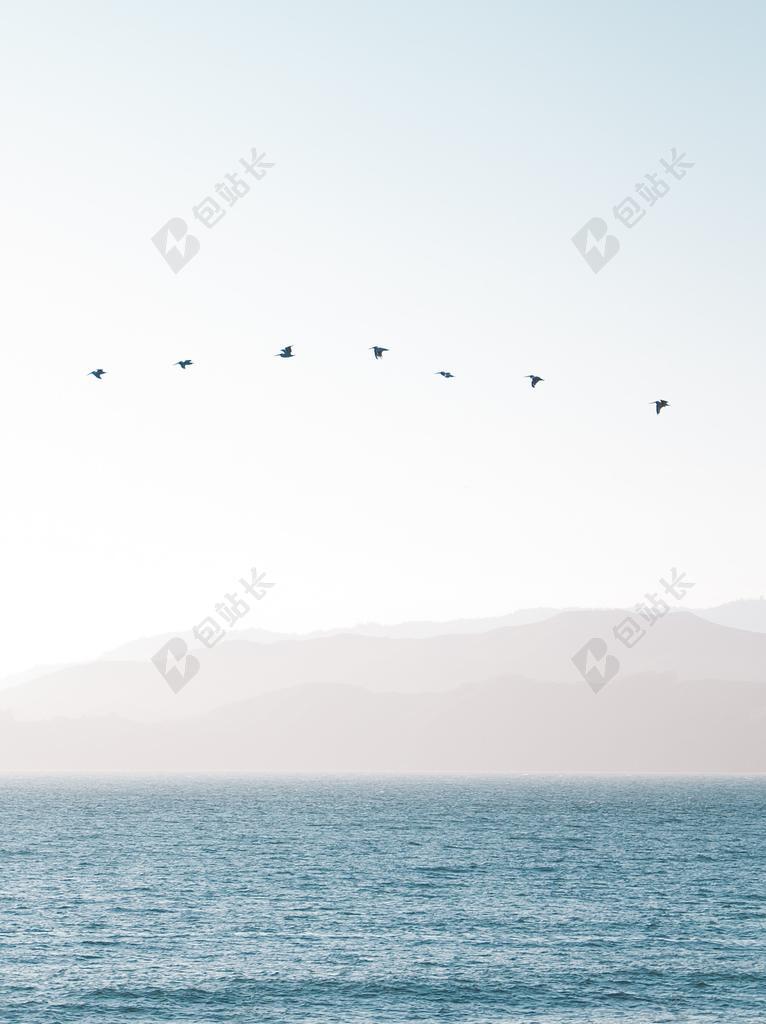 蓝色的大海和天空中的鸟背景图片