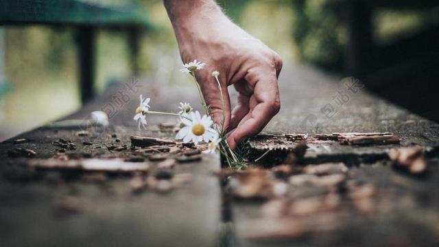 白色的野花和手背景图片