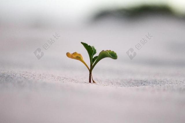 植物沙土中的绿芽背景图片