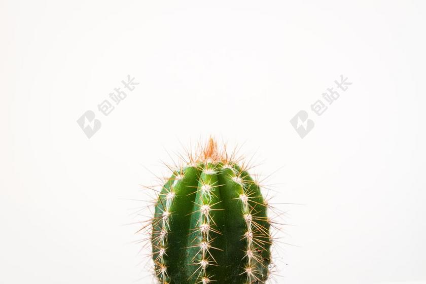 绿色的仙人掌盆栽背景图片